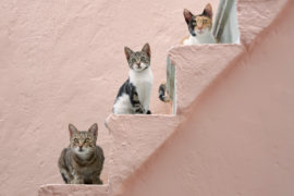 3匹の猫たちと共に歩む、おひとりさまの充実した人生