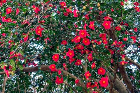 春はもうすぐそこ。伊豆大島を彩る椿とオオシマザクラ